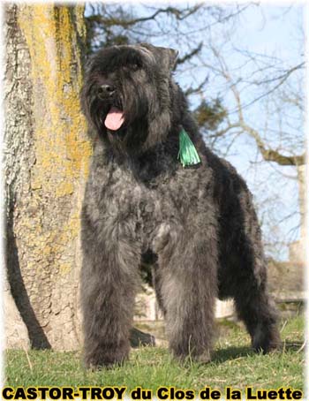 bouvier des flandres du clos de la luette - copyright d&eacute;pos&eacute;